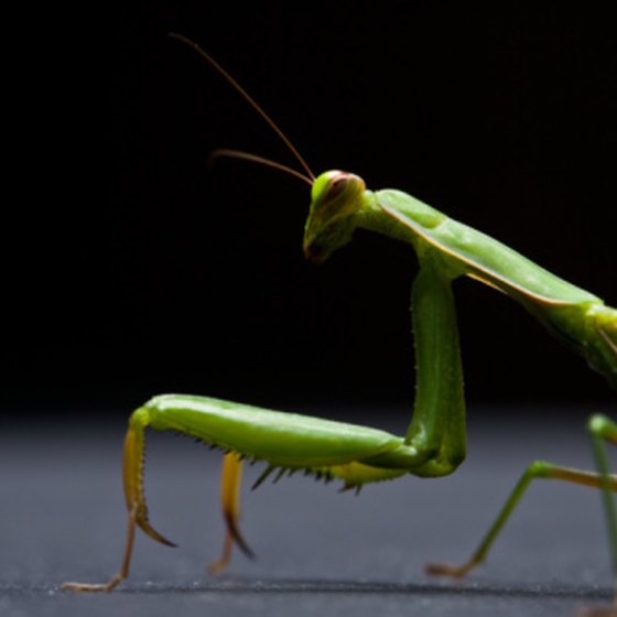 Four species of praying mantis live in Northern California, including the California mantis