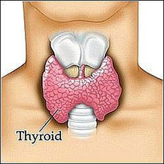 how-to-check-your-thyroid-gland-healthy-living