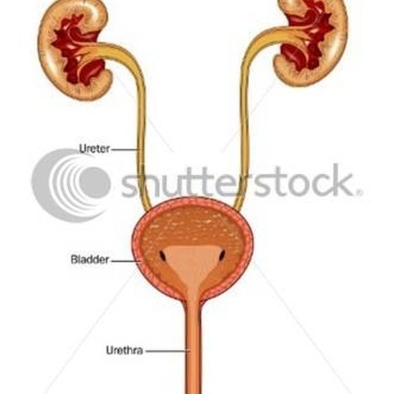 Urinary Tract Infection Causes Healthy Living