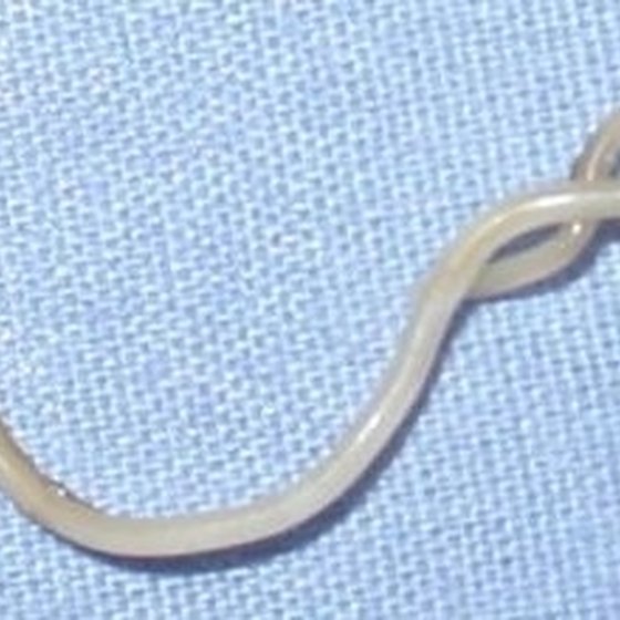 Roundworm Facts | Healthy Living