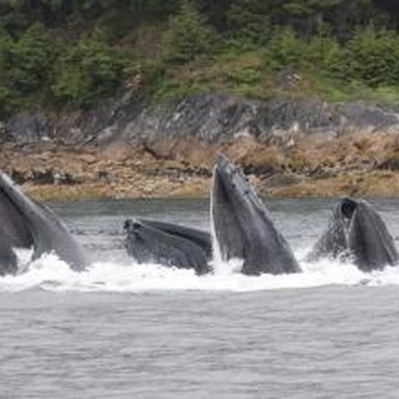 whale watching in maine