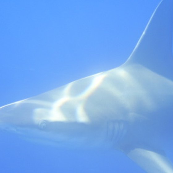 Shark encounters are almost routine around the Flower Garden Banks of Texas.