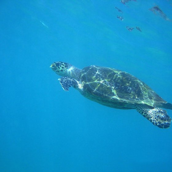 Watch loggerhead sea turtles hatch at a Gulf County nature preserve.