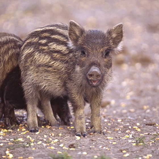 Wild pigs are some of the animals in Texas.