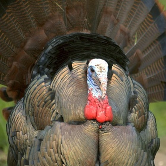 Wild turkeys, ruffed grouse and whitetail deer abound in Morgan-Monroe State Forest