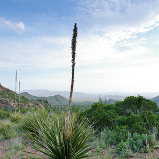The sotol cactus is just one of many species that live in Big Bend.