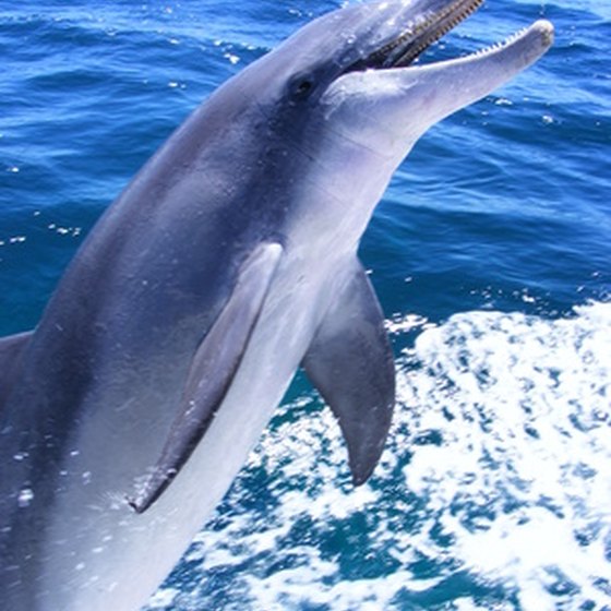 Dolphin swims are a popular Ixtapa attraction.