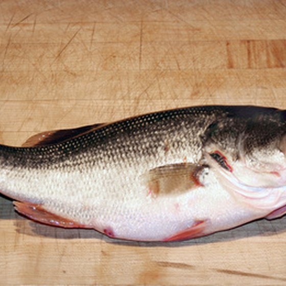 Smallmouth bass commonly are found in northern Minnesota waters.