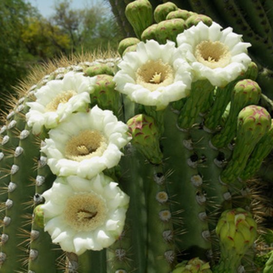 Saguaro cactus blossoms