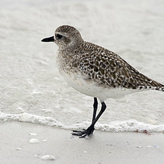 Watch sandpipers play in Rosemary Beach.