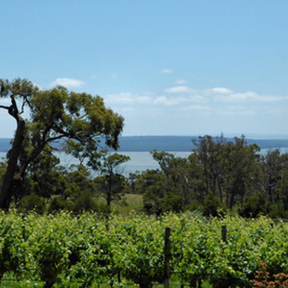 Pedal past the vineyards of South Australia on a bicycle tour.