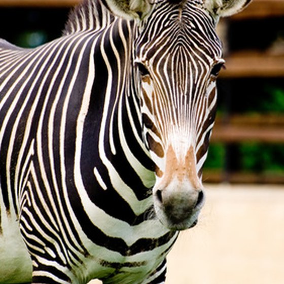 Tourist attractions in Southwest Tennessee include the Tennessee Safari Park.