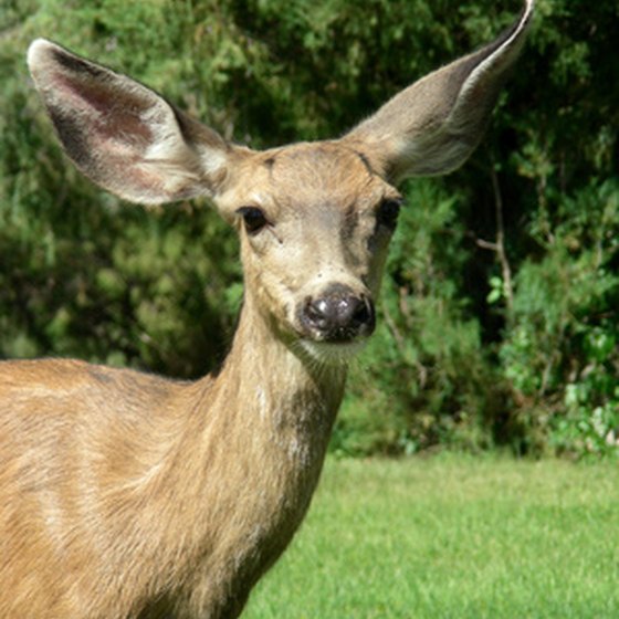 Mule deer sightings are common in the Wallow Lake area.