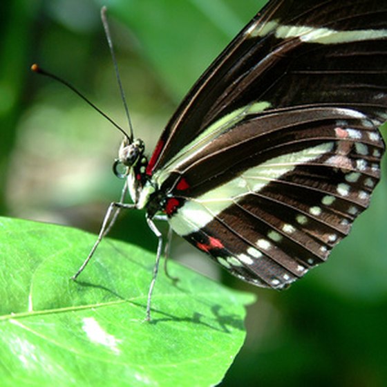 Famous Butterfly Gardens