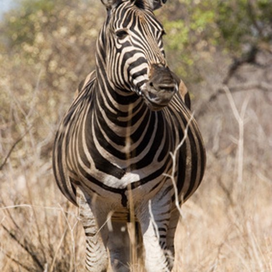 Kruger National Park is home to rare animals like the zebra.
