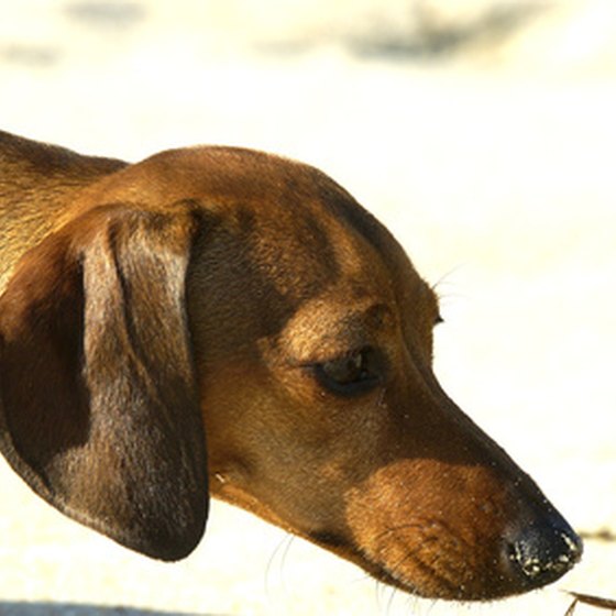 Bring your pet along for a vacation in Helen, Georgia.