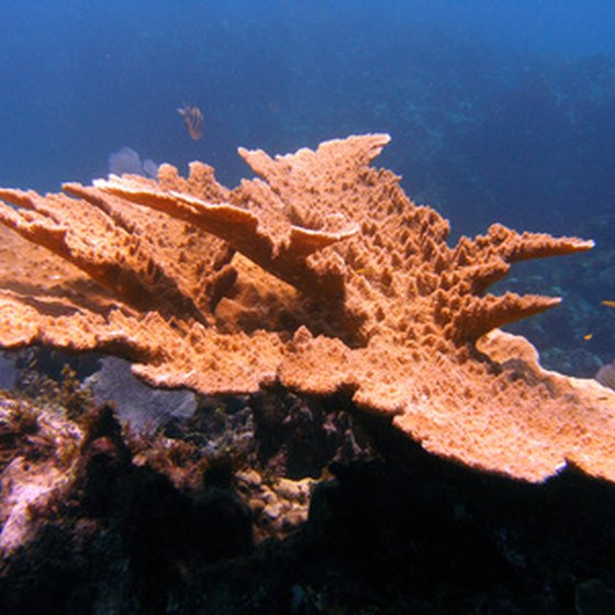 Table corals are sometimes found among Thailand's reefs.