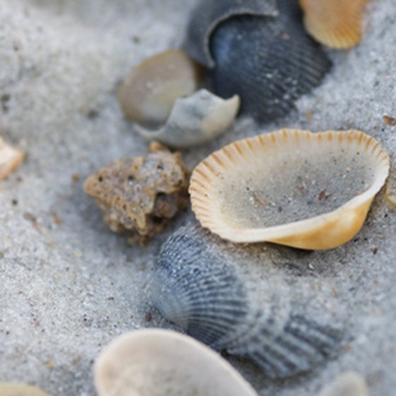 Seashells can be found scattered along many Texas beaches.