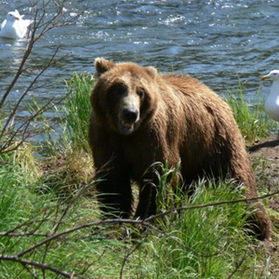 Alaska's brown bears weigh as much as 1,500 pounds.