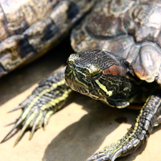 Five sea turtle species nest on Padre Island.