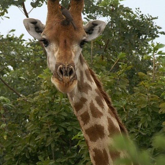 Glimpse a giraffe up-close when visiting the Fossil Rim Wildlife Center.