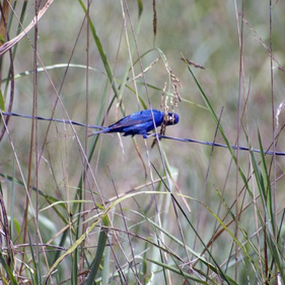 Idaho's state bird, the mountain bluebird, can often be seen while hiking in the Twin Falls area.