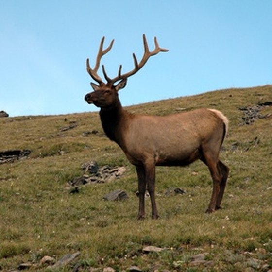 In addition to changing leaves, fall is the season for elk viewing.