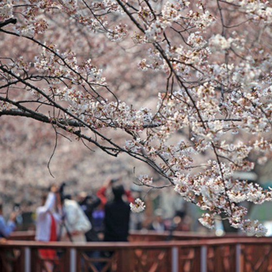 Washington swarms with tourists during the Cherry Blossom Festival.
