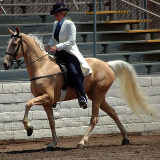 The Tennessee walking horse, a gentle mount, was bred for work.