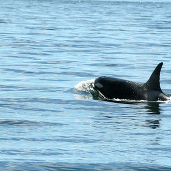 Puget Sound is home to pods of orca.