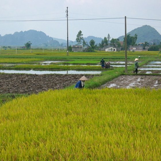 Rice fields are a common site for travelers visiting Cambodia and Vietnam.