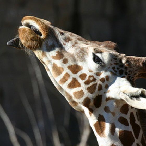 Feed a giraffe at the Phoenix Zoo.