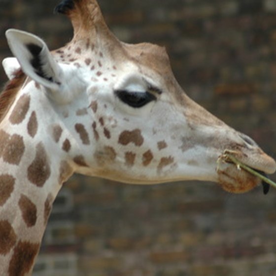 Giraffes are friendly residents of the Abilene Zoo.