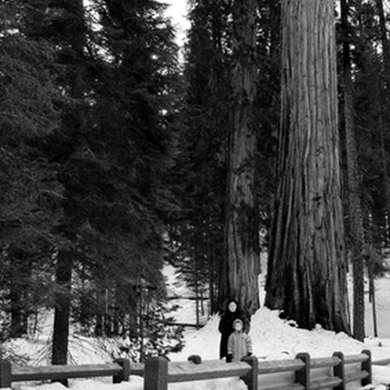 Travel into Redwood National Park and walk among giants.