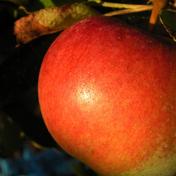 Ellijay hosts an annual apple festival.