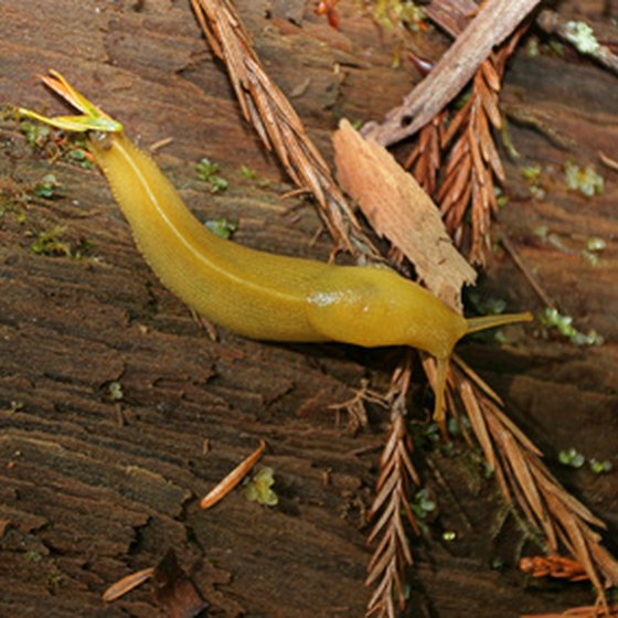 Banana slugs love the cool environment of the redwood forest.