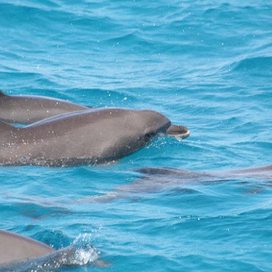 Dolphins riding the bow wake of your ferry are a common—and lucky—site on the way to Catalina.