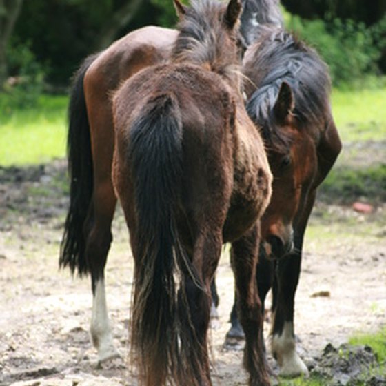See the wild horses of Assateague Island while camping in Salisbury, Maryland.