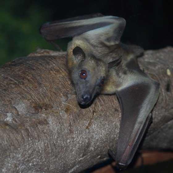 The Frio Bat Flight Tour is a popular Uvalde attraction.