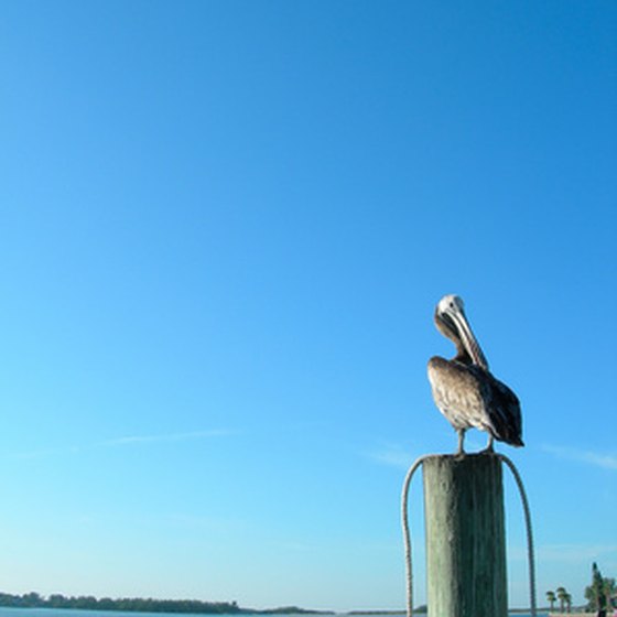 Tampa Bay dinner cruises often see sea birds.