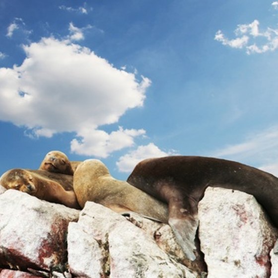 South America cruises are full of surprises, from sudden sea-lions to weather.