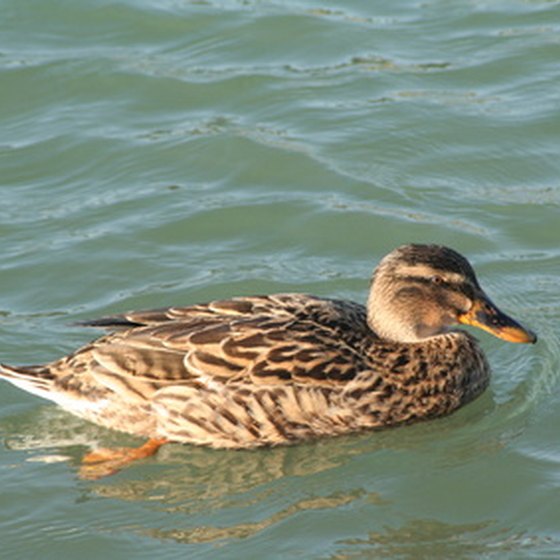 Explore the salt marshes and ponds near Tybee Island.