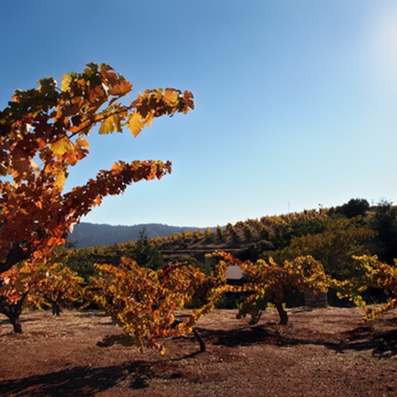Sonoma offers a variety of wine-country vacations.