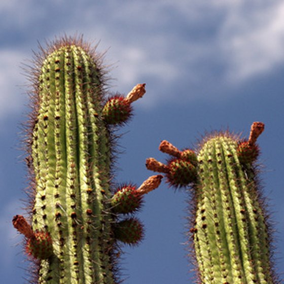 Arizona lodging