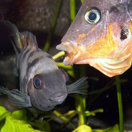 Reasonably priced hotels are within walking distance of the Seattle Aquarium.