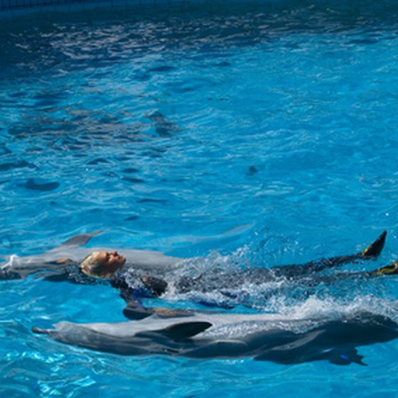 A dolphin trainer at work