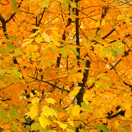 Nature's effervescent display makes Connecticut a beautiful autumn destination.