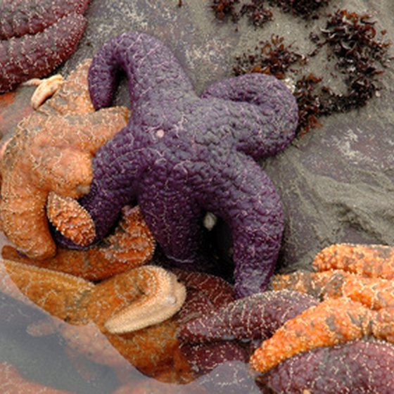 Starfish on the Pacific Coast in Olympic National Park