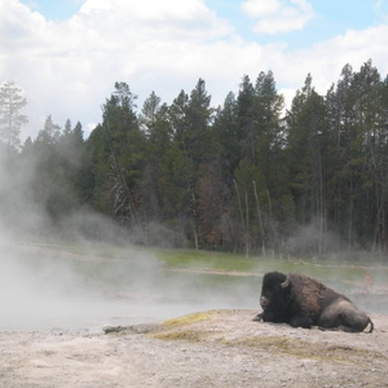 The bison in Yellowstone are quite accustomed to visitors.