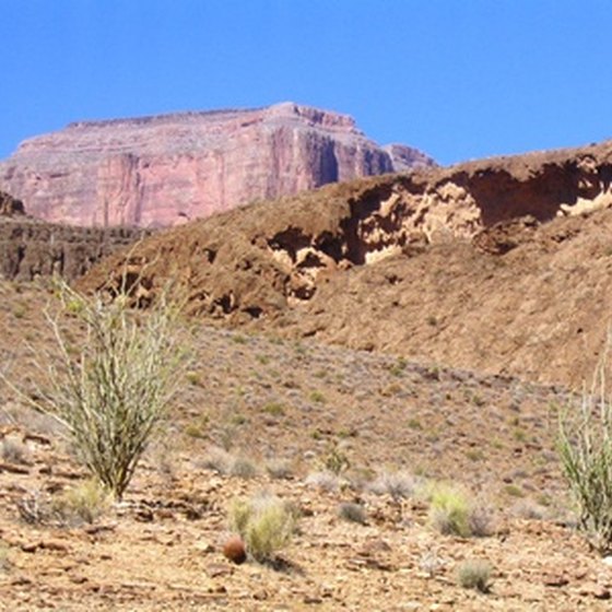 The Arizona desert can reach temperatures of 130 degrees in the shade.